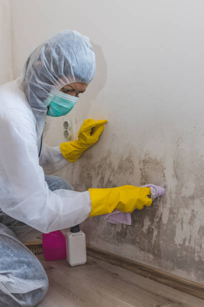 Best Mold Removal for HVAC Installations  in Grafton, OH