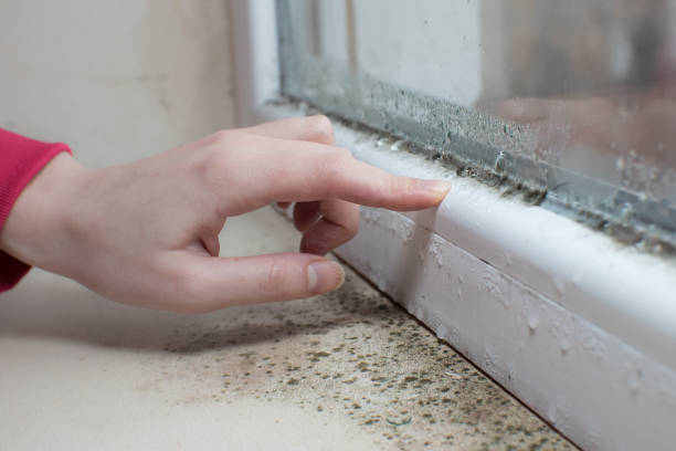 Best Air Quality Testing for Mold Spores  in Grafton, OH