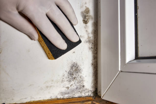 Best Emergency Mold Remediation  in Grafton, OH