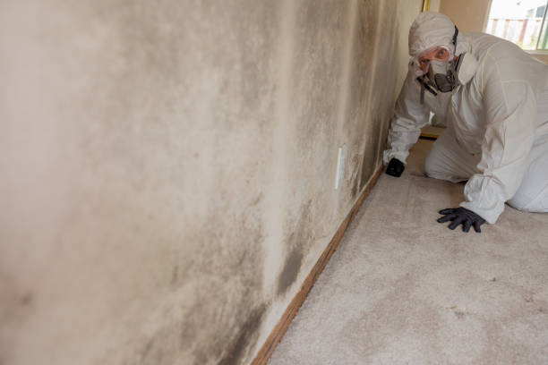 Best Biohazard Mold Removal  in Grafton, OH
